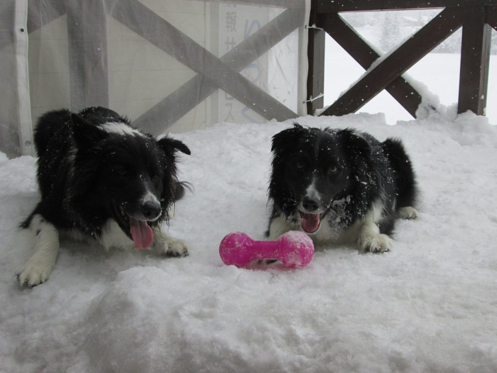 雪遊びする ジェム と メロ