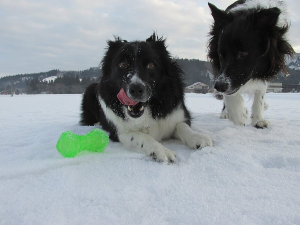雪遊びする ジェム と メロ
